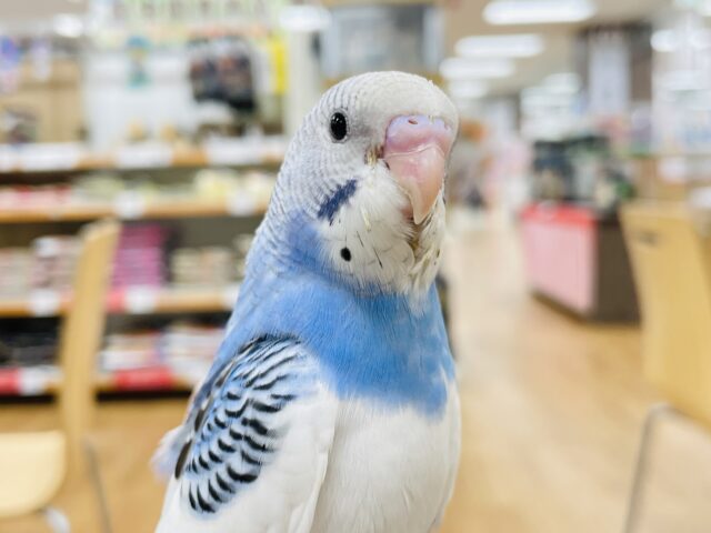 【最新画像更新🪄カゴデビューしました☆】たくさん食べて眠って成長中❤︎セキセイインコ（パイド）ヒナ