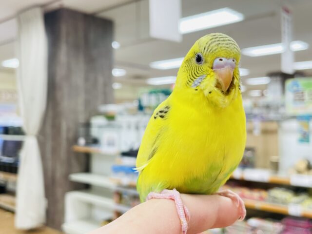 【最新画像更新🪄】まん丸お目目が魅力♡セキセイインコ（ハルクイン）ヒナ