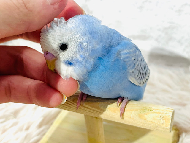 【最新画像・動画更新🪄ひとり餌になりました！】　さわやかな甘え方に、ほっこり☆☆　セキセイインコ　スパングル〜〜