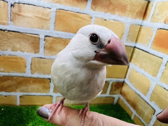 1/25更新☆色気漂う⁈元気いっぱいシルバー文鳥☆