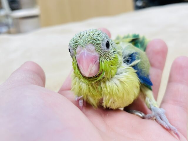 【最新画像更新🪄】ミニミニサイズの怪獣🦕💚マメルリハインコ（ノーマル）男の子