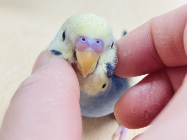 【最新画像更新🪄カゴデビューしました☆】綺麗なカラーの甘えん坊♡セキセイインコ（パステルレインボーパイド）