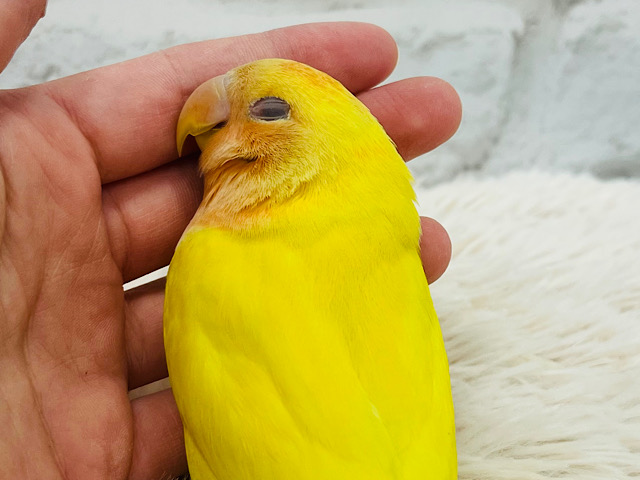 包まれるのだーい好き♡コザクラインコ(ルチノーオパーリン)