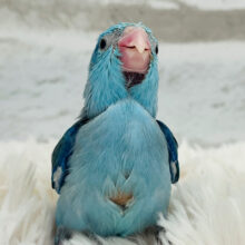 堂々たる佇まい‪☆‪☆‪☆マメルリハ(ブルー) 男の子 ヒナ