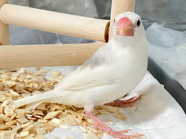 ✨最新画像✨グレーのほわっとが素敵でしょ～～？🩶白文鳥(2024年11月生まれ)