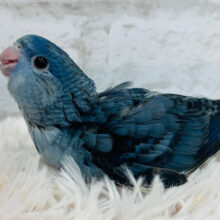 【最新画像更新🪄】食欲旺盛♪ピーポポポ♬*°サザナミインコ(コバルト) ヒナ