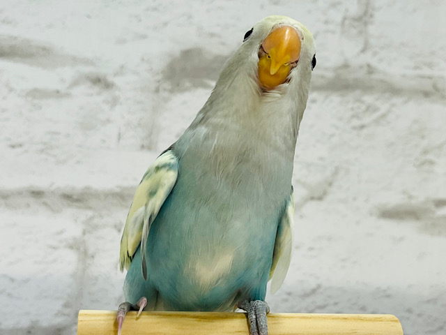 【最新画像更新🪄】すっごくｷﾚｲ☆☆☆☆☆　コザクラインコ　ブルチェリーパイド～～