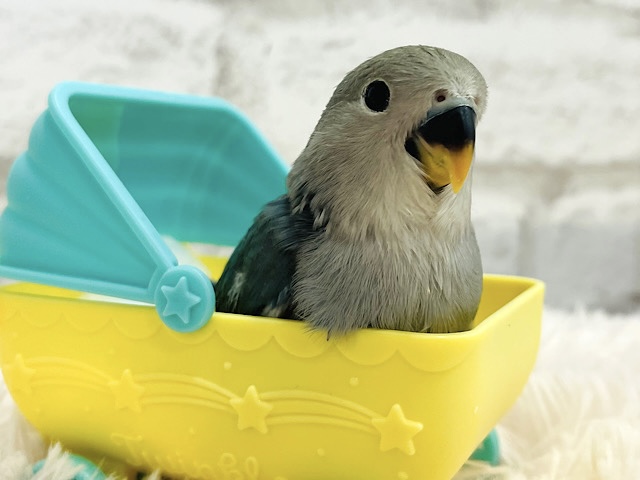 表情がもう、可愛いくて～～とくに口角あっぷスマイルっ　コザクラインコ　ブルーチェリー～～