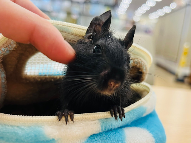 【最新画像更新🪄】ミルク大好き🍼ツヤツヤガール♡デグー(ブラック) 女の子