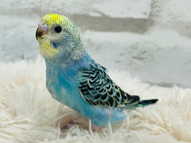 【最新画像更新🪄】ぽやぽや～🫧わた毛天使ちゃん🧚セキセイインコ(イエローフェイスオパーリン) ヒナ