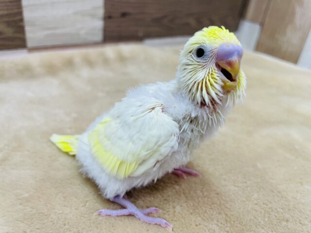 優しいお色でとっても可愛いクリ〜ミィちゃん💛セキセイインコのクリーム❣️