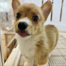 ここが開くのは分かってるゾ！！コーギーくん！