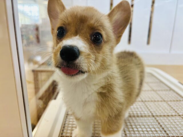 ここが開くのは分かってるゾ！！コーギーくん！