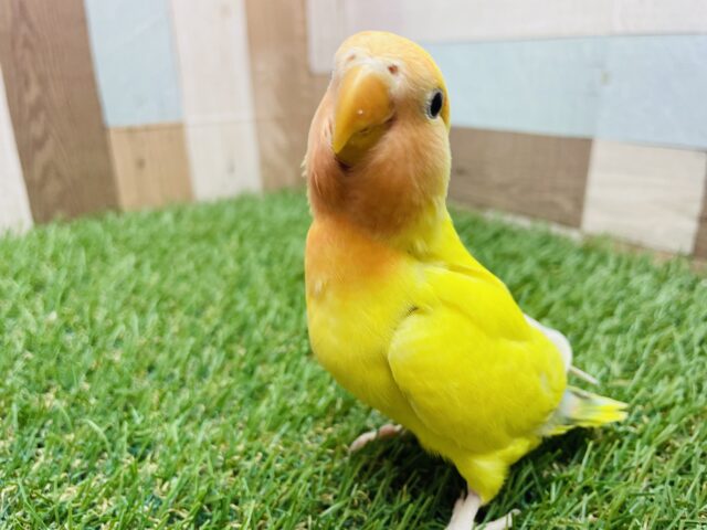 最新画像あります⭐️鮮やかにみんなを照らしちゃうよ‼️コザクラインコのゴールデンチェリー✨