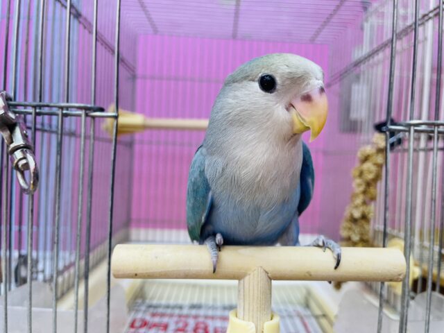 最新画像有ります‼️ヒナ餌卒業🎓ふんわり感がたまらなく可愛いですっ😍コザクラインコのブルーチェリー！！