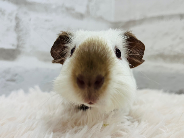 【最新画像更新🪄】ぷいぷい♬冬が近づいてきたね☃️🫧ロシアンスモークモルモット 男の子