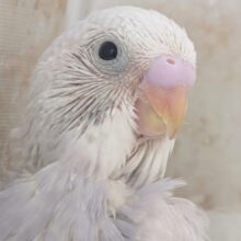 まさに圧倒的色合い～👑 セキセイインコ(ライラック)