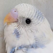青と白がサイコーなんです～🩵🤍 セキセイインコ(ブルーパイド)