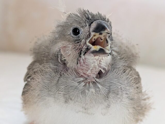 🌟最新画像🌟 かわいい警報発令中～🩷 キンカチョウ🐣