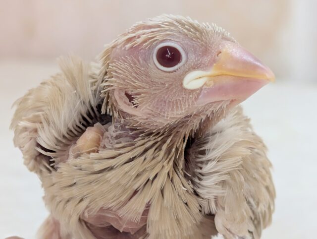 ゴージャス！ゴージャス！✨ シナモン文鳥🐣