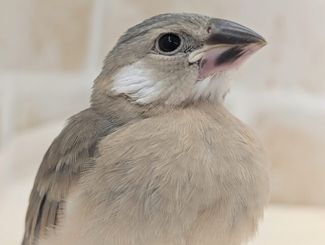 🌟最新画像🌟 すくすくと桜が咲きますよ～🌸 桜文鳥🐣