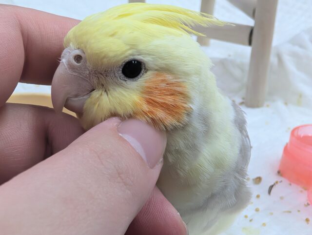 🌟最新画像🌟 遊ぶの大好きシナモンさん～🥞 オカメインコ(シナモンパイド)