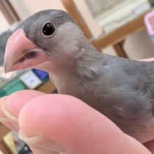 🌟最新画像🌟 好奇心旺盛のかわいい子～🌸 桜文鳥🐣