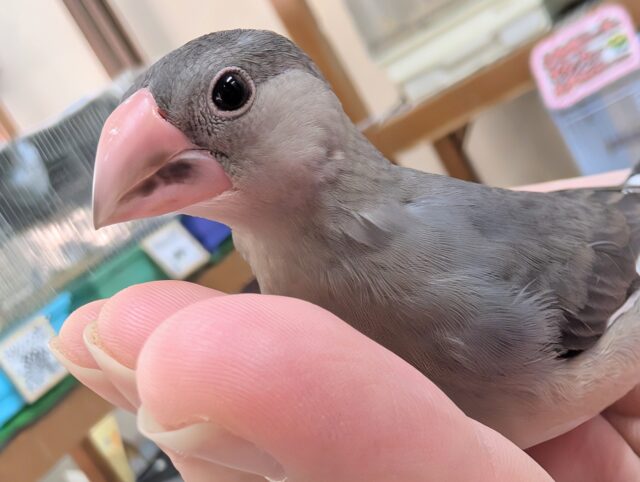 🌟最新画像🌟 好奇心旺盛のかわいい子～🌸 桜文鳥🐣