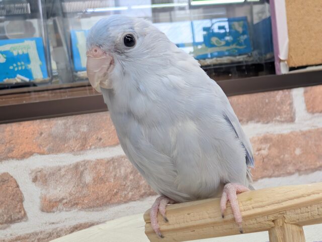 🌟最新画像🌟 この青色がたまらない～🫐 マメルリハインコ(コバルトダイリュート)男の子