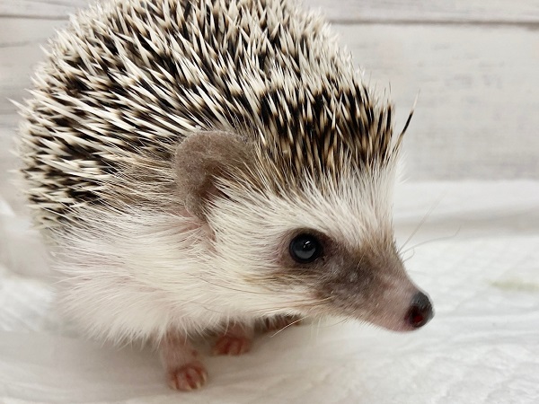 最新画像！ヨツユビハリネズミ（ノーマル）　かわいいお顔の男の子！