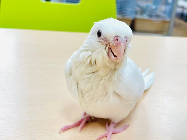 【最新画像更新🪄】真っ白雪景色❄️オカメインコ（ピュアホワイト）ヒナ