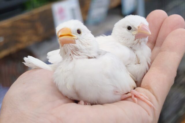 【あと1羽🪶】最新画像になります☆　つられつられるーー　仲良し文鳥♫　白文鳥～～