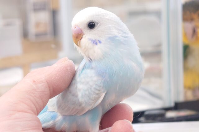最新画像になります☆　やっぱり♫ｷﾚｲなコっ☆☆しかも〜　目、でかっ☆彡　セキセイインコ　スパングル～～