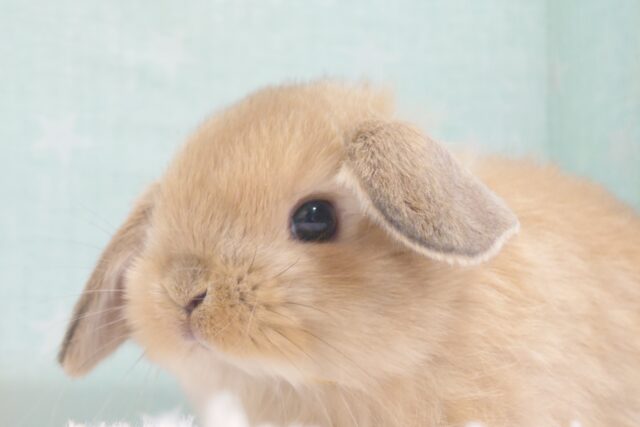 【動画更新🪄】耳が示す時間は幸せたいむ～(*´ω｀*)♫　ホーランドロップイヤーラビット～～