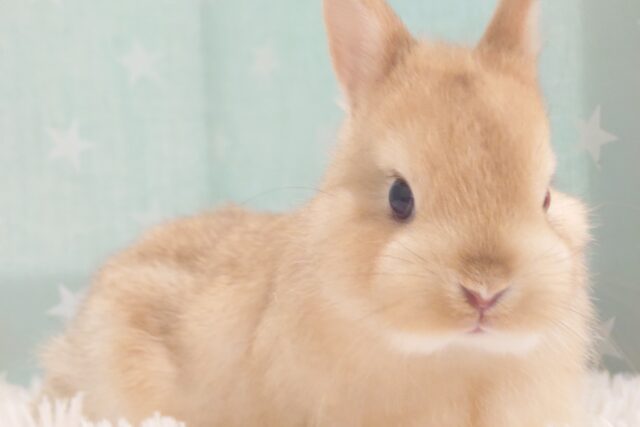 【動画更新🪄】とんとんとんっ☆　いますかぁ～？？　ネザーランドドワーフラビット　オレンジ～～