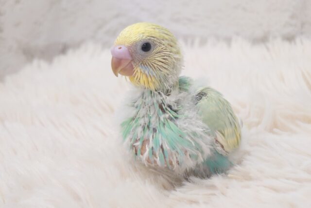さわやかっ☆マスカットグリーンの甘ったれさん♫～～　セキセイインコ　パステルカラーレインボー～～