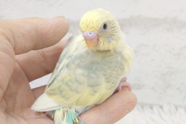 明るさの中に、落ち着きありっ　セキセイインコ　パステルレインボー～～