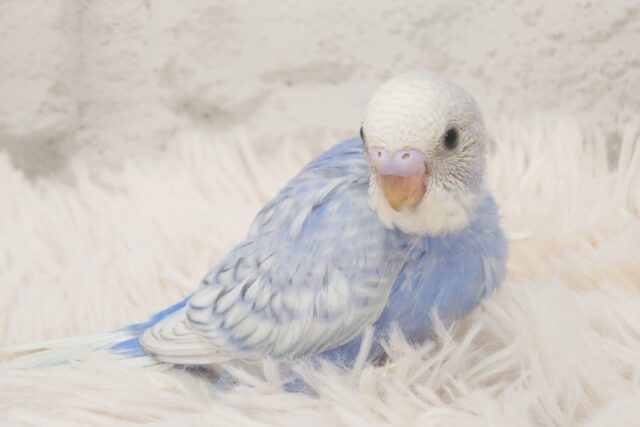 お上品ですわぁ～　セキセイインコ　スパングル～～