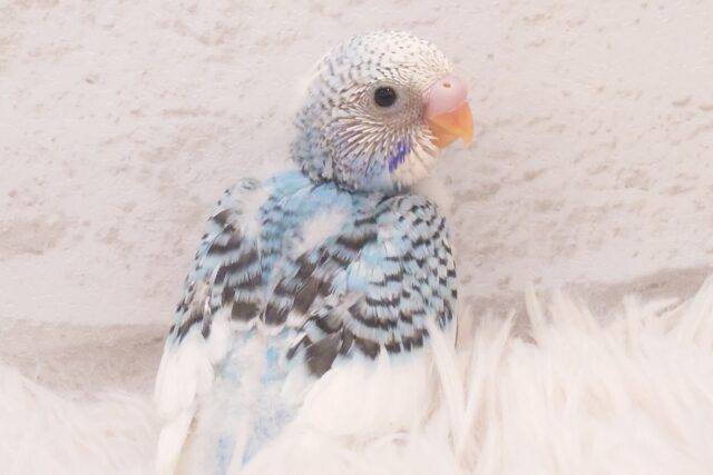 この指とゆびの間にｸﾁﾊﾞｼ埋める、それがまいぶーむ☆　セキセイインコ　パイド～～