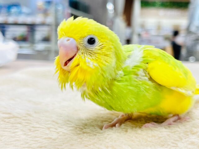 【最新画像更新🪄】満面の笑みいただきました‪🫶🏻´-セキセイインコ（パイド）ヒナ