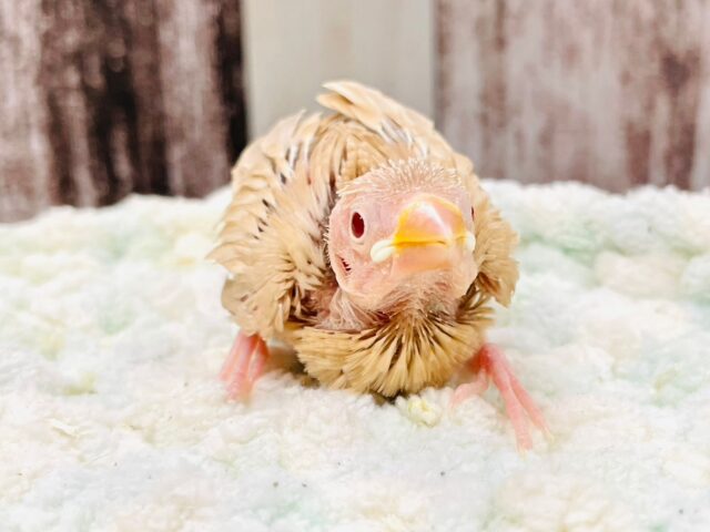 ほっこりミルクティーちゃん♡シナモン文鳥　ヒナ