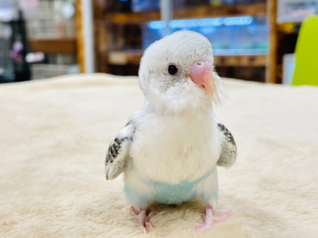 【最新画像更新🪄】てちてち歩くよ(*´˘`*)♥セキセイインコ（白ハルクイン）ヒナ