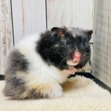となりのハム子🐹トリコロールハムスター（女の子）