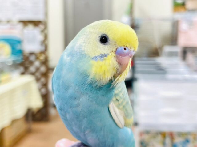 【最新画像更新🪄カゴデビューしました！】魅力たっぷり♡♡セキセイインコ（パステルレインボースパングル）ヒナ