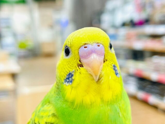 【最新画像更新🪄】明るく輝くカラー☆セキセイインコ（パイド）ヒナ