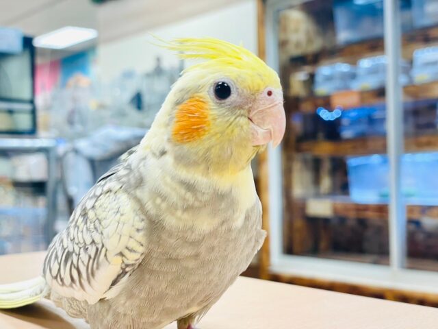 【最新動画更新🪄1人餌になりました☆】綺麗なパール模様💕オカメインコ（パールパイド）ヒナ
