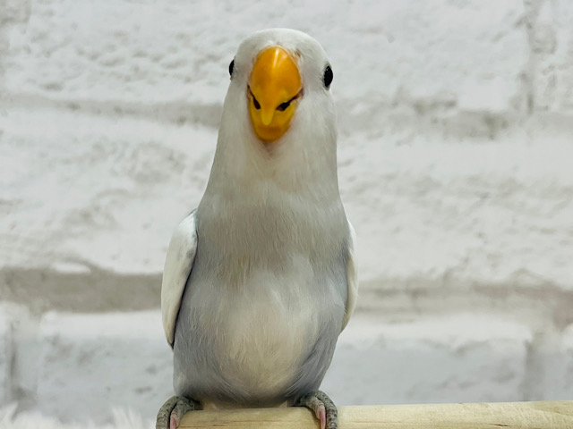 【動画更新🪄】言葉失う美しさ✨コザクラインコ(バイオレットオパーリンパイド) ヒナ