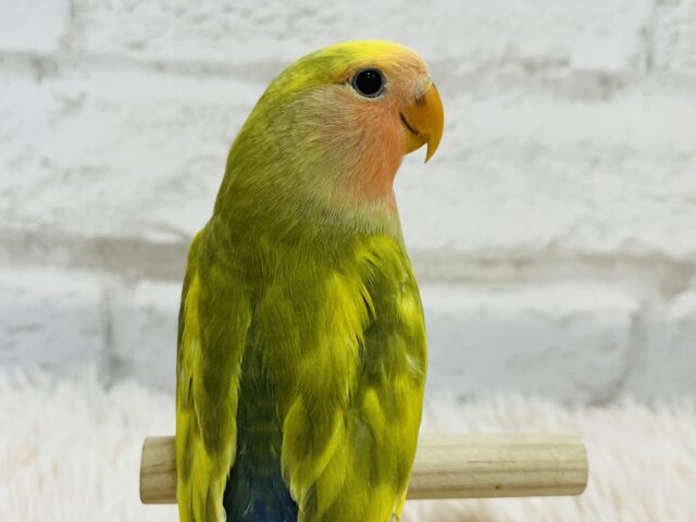 【最新画像更新🪄】お花畑が広がってるよ🌸コザクラインコ(タイガーチェリー) ヒナ