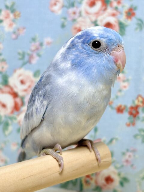 マメルリハ  ヘビーパイドコバルトバイオレット  男の子   ❄️💙⛄️