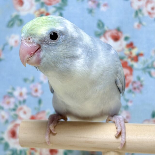 マメルリハ  ターコイズパステルライラックパイド  💜🤍️️️🩵